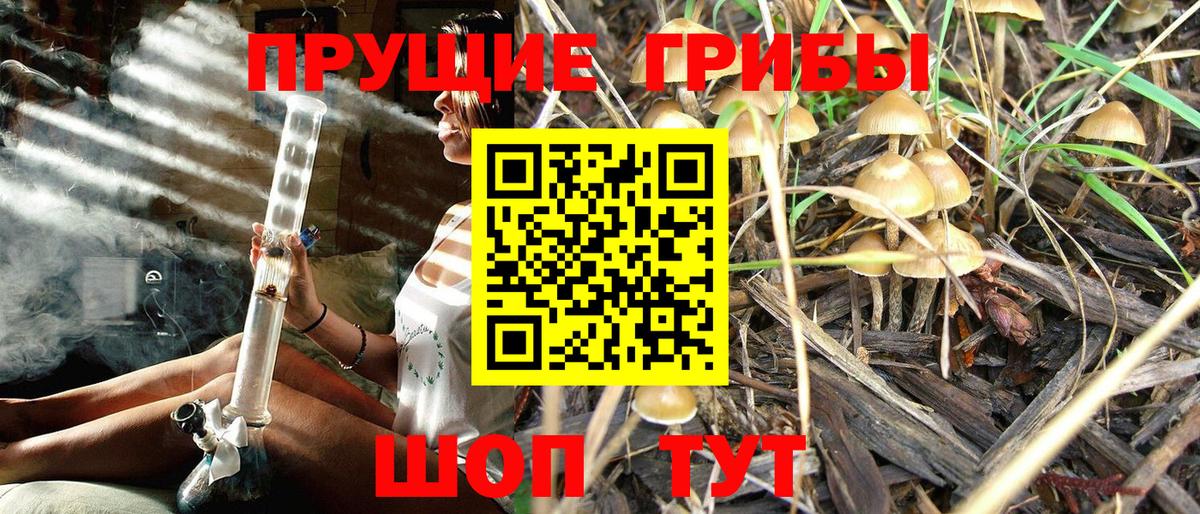 Пушкино  Галлюциногенные грибы Cubensis  Вход с VPN 